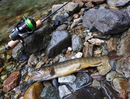 雨の谷でイワナ釣り